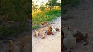 Parents can't take rest in kids presence #wildlife #animals #nature #lion #cubs #lioness #shorts#zoo