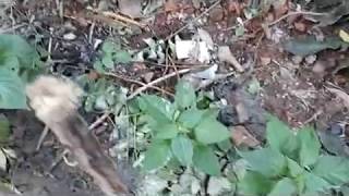 Pachamulak Krishi - Green Chilly Farming
