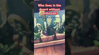 Who lives in the #desert #withoutpermission #whodidit #chicktrend