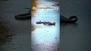 धामण साप कशी शिकार करत आहे 🐍😱 #snakes #venomouscreatures #snakerescue #cobra