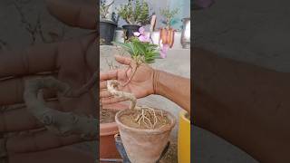 beautiful sadabahar #bonsai #vinca #sadabahar #periwinkle #bonsai #bonsaitree #gardening