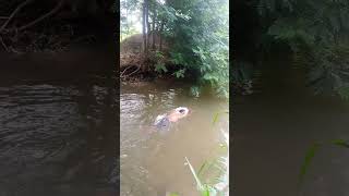 Fun time 🦈🐟🐏 #waterfalls #river #motor #well # #love #funny #comedy #running #swimming #viralvideo
