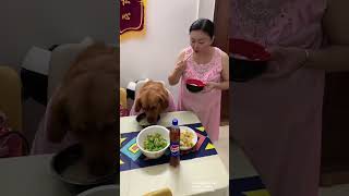 有你陪伴，吃啥都香！#金毛 #孕妈 #夫妻日常 #萌宠出道计划