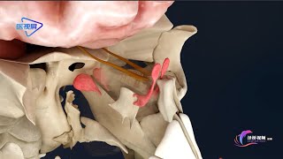 【System anatomy】: The first pair of cranial nerves-olfactory nerve|【系统解剖】：第Ⅰ对脑神经--嗅神经