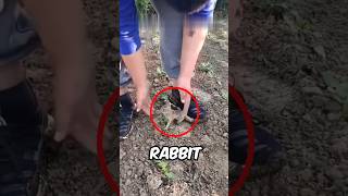 He Found a Baby Rabbit in the Field Now They’re Inseparable 😰