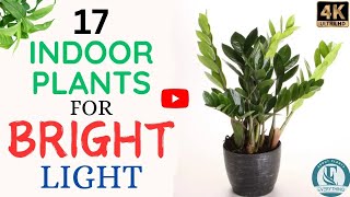 17 Indoor Plants for Bright Light | Bright Sunlight Indoor Plants | Everything About Plants.