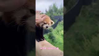 打架也要保持髮型😆飼養員成功勸架啦🎉【0723直播】#cute #animals #panda #小熊貓 #redpanda #小貓熊 #funny #cuteanimals