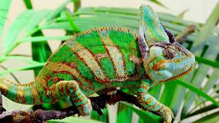 chameleons slideshow 4k #4kvideo #shorts #neptunethechameleon #lordelion reptile