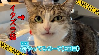 イタズラ猫発見しました。