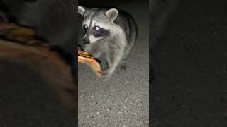 Raccoon STEALS my PIZZA! #animals #shorts #raccoon
