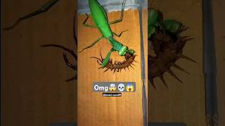 centipede vs mantis💀😱 Insect WarsEpic Bug battles and nature's fiercest fighters #InsectWar #shorts