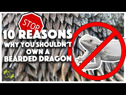 Why you shouldn't buy a Bearded Dragon - Cookies Critters