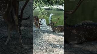 Chital | Axis #deer #chital #axis #thailand #forest #animals #explore #travel #fun #bangkok ​⁠ #love