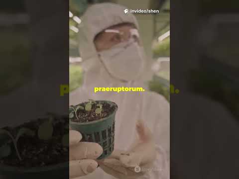 How Penicillium Restrictum Stop Bolting |#sciencefather #researchaward #bolting #roots #psychologist