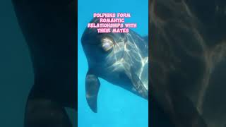 Unlocking the Secrets of Dolphin Communication: Astonishing Discoveries That Will Leave You in Awe