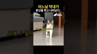 고양이 문신은.. 얼마길래요..? #깃털유머