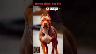 Brown pitbull dog life#youtubeshorts#shorts#animalslovers#dogslovers#viralshort#trandingshorts#vlog