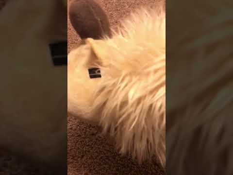 10+10 and 11+11 = the same thing meme #funny #funny #shorts