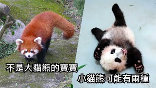 不是大貓熊的寶寶-小貓熊可能有兩種