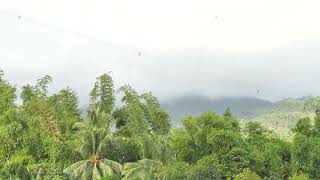 The tropical jungle is covered with a dense layer of fog, a view of the palm trees illuminated by