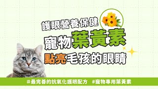 面對毛孩眼睛問題，護眼保健該怎麼選？