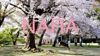 生活在日本：奈良旅行 vlog，奈良的樱花和鹿/live in japan：japan nara travel vlog 2023，nara deer and sakura。