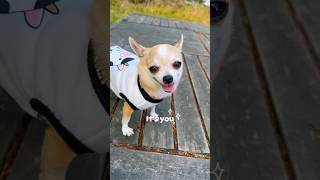 I Want to Tell You Something✨❤️#chihuahua #puppy #cutedog #doglover #pets #funnydogs #dogshorts