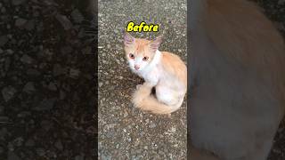 Before - After #catrescue #straycat #adoptstrays #hyngrycat #cat #rescue