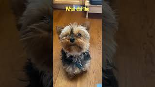 Pet Jokes #dog #happypets #funnyjokes #pets #hilariousjokes #cute #petparents #funnyanimal #husky