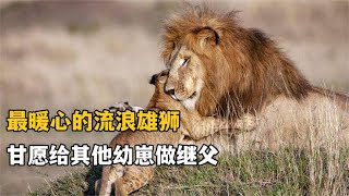 流浪雄狮入侵其他狮群，不仅没有杀害狮群的幼崽，反而做起了干爹 #動物故事 #動物 #動物狩獵 #野生動物 #大自然 #老虎#獅子 #鬣狗