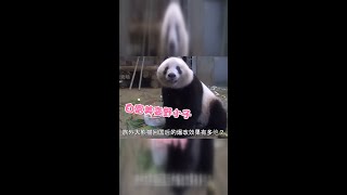 大熊猫暖暖回国后竟有如此变化？#熊猫 #搞笑 #国宝