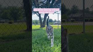 My cat loves the outside but only within the fence!!! #indoorcat #funnycats #greycats #catvideos