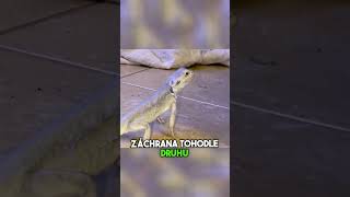 NEJCHYTŘEJŠÍ AGAMA #fyp#agama#agamavousata#chov#chovatel#teraristika#cz#czech#sokolik