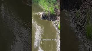 师傅用奇怪的方式挖运河
