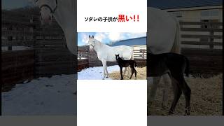 Sodashi's child was completely black?!