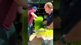 掌握了这门技术，再也不怕当牛马吃不饱了，水培植物的无土栽培技术！ #水培植物 #无土栽培 #科普 #涨知识