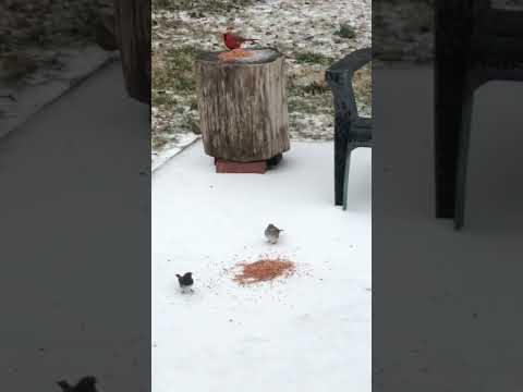 #birdschirping #birdnoise #snowtime #feedbirds #birdfood #mothernaturesbeauty #backyard #niceday
