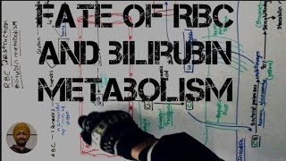 fate of rbc physiology |Bilirubin metabolism| #rbc #metabolism