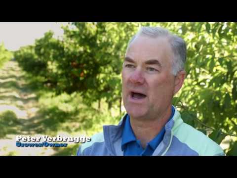 Sage Fruit Company