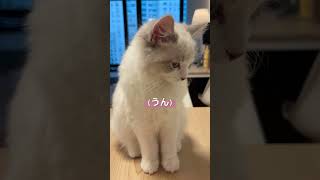 ママのご飯を邪魔して怒られたけど、秒で忘れる猫　#猫 #ねこ #cat