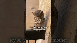 98-year-old grandma gets visited weekly by a friendly owl on her balcony