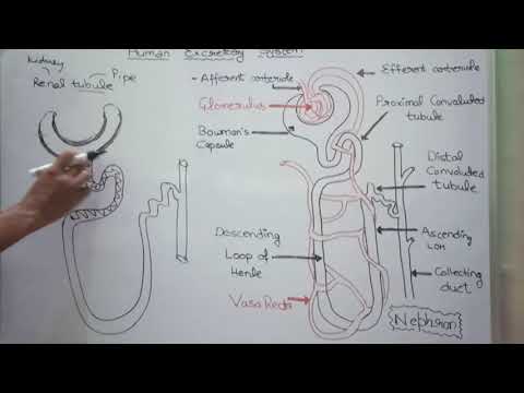Excretory System Part 3