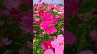 Relaxing cosmos flowers 🥰 || #cosmos #mygarden #wildflowers #amazing