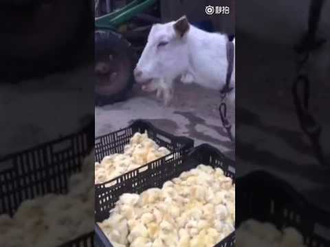 看完这个视频我不知道怎样叫小朋友分肉食和草食动物