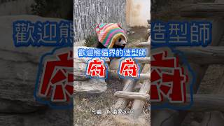 歡迎熊貓界的造型師、藝術家、服飾設計師、創新家，創作無瓶頸！！！#府府大熊貓#大熊貓#熊貓#貓熊#판다 #panda#熊貓愛Panda#搞笑#有趣#funnypanda#可愛#療癒