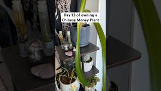 Day 13 of owning a Chinese Money Plant #getrichquick #lifehacks #moneyhacks