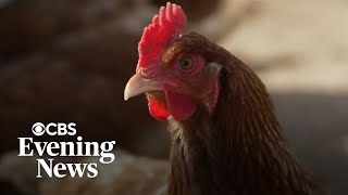 Egg prices expected to rise amid continued bird flu outbreaks