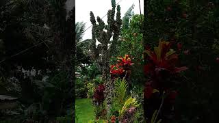 #cactus #bigtree