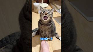 為了討摸摸～使出萌萌撒嬌夾子音🦭🫶🏻 【麻吉太郎】 #癱瘓貓 #貓 #可愛 #cute #shorts