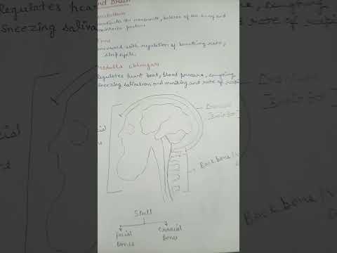 structure of Human Brain